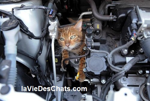 chat sous le capot moteur