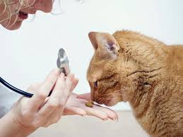 donner un médicament à un chat