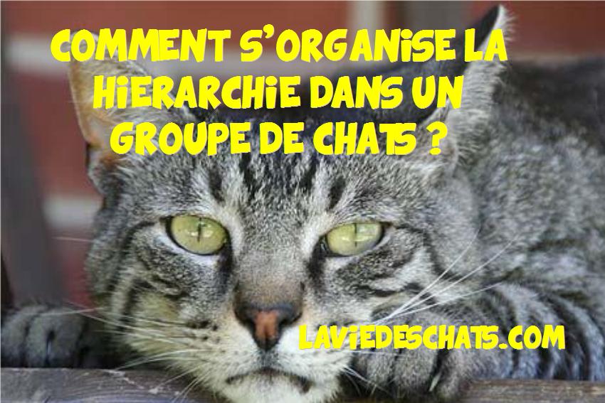 hierarchie des chats dans un groupe