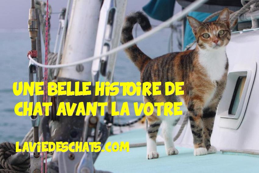 une belle histoire de chat avant la votre