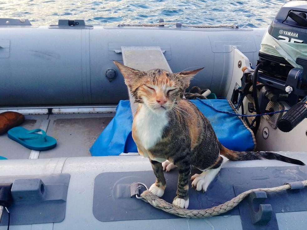 la belle histoire de chat sur un bateau