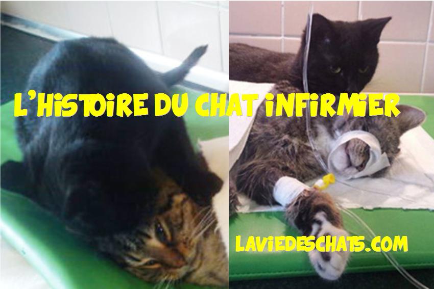 Le chat infirmier