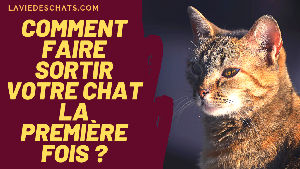 comment faire sortir votre chat la premiere fois