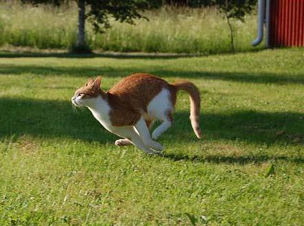 chat qui court