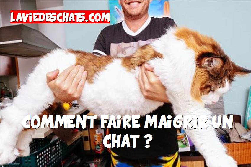 comment faire maigrir un gros chat