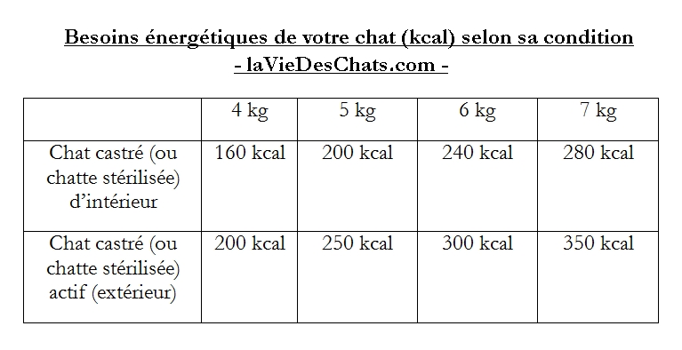 Besoins énergétiques de votre chat sur laVieDesChats.com