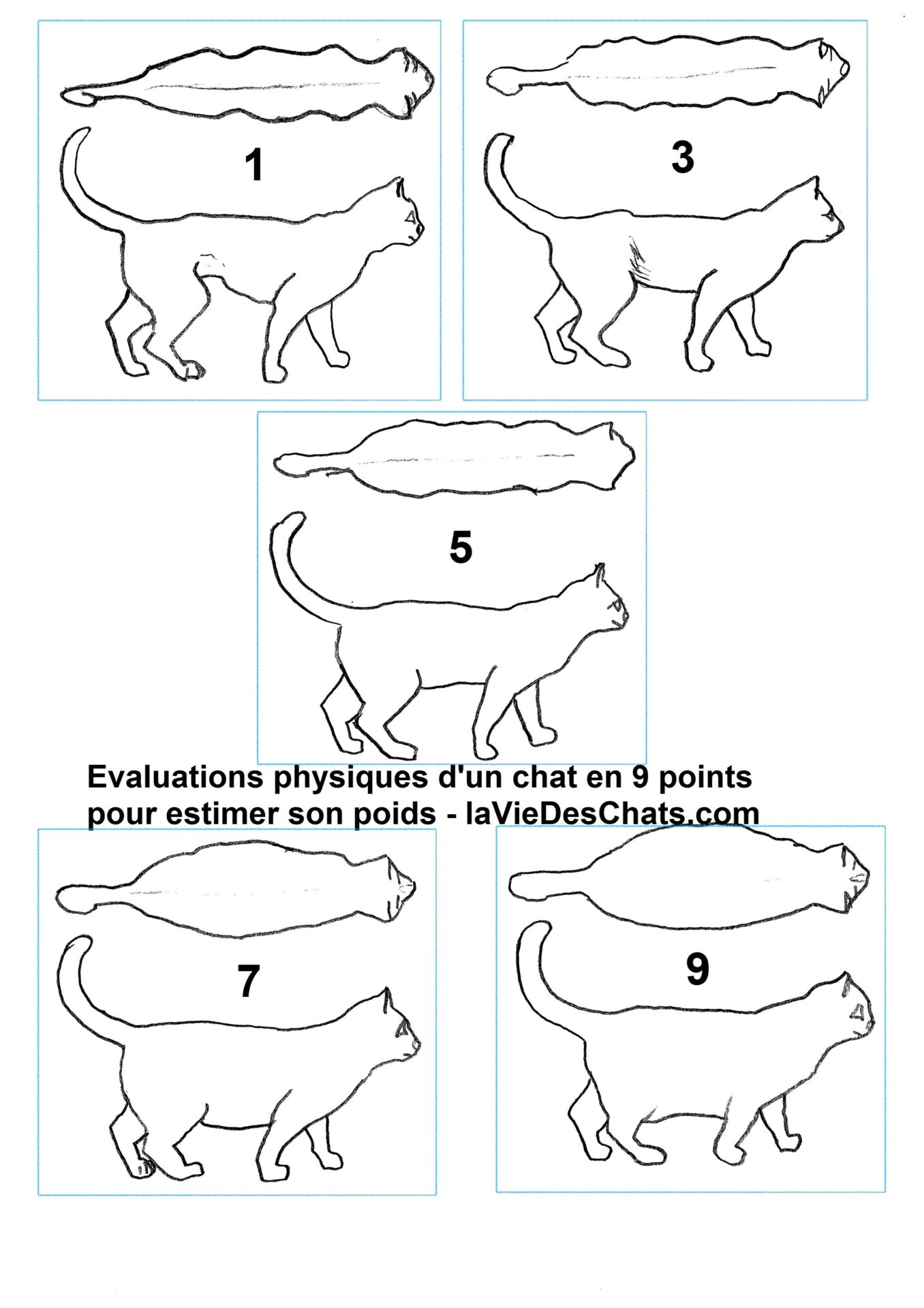Comment faire maigrir un gros chat 1/2 La vie des chats