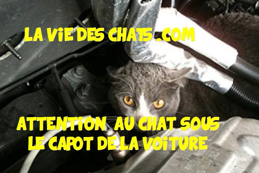 chat sous le capot de voiture