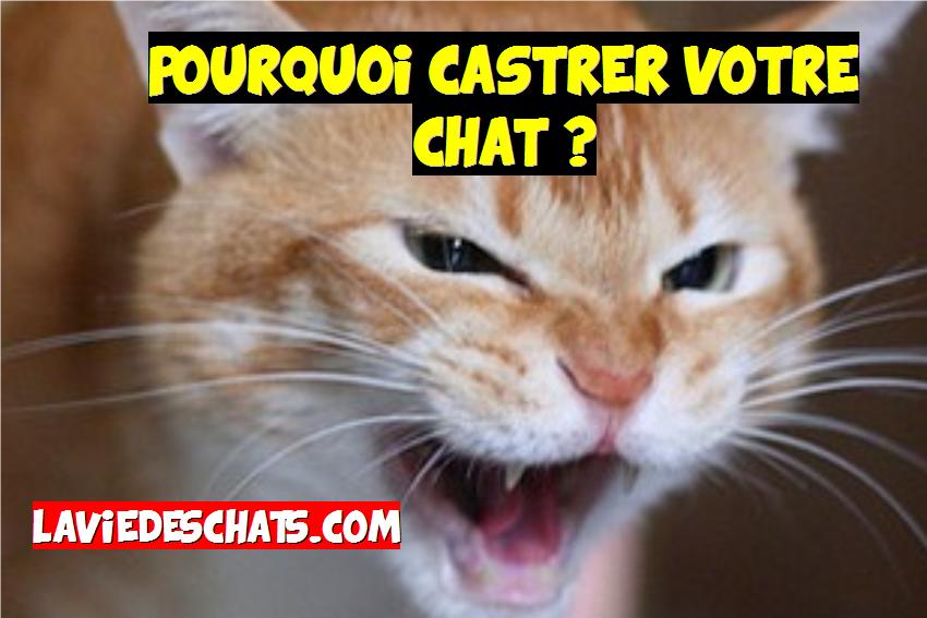 faire castrer un chat