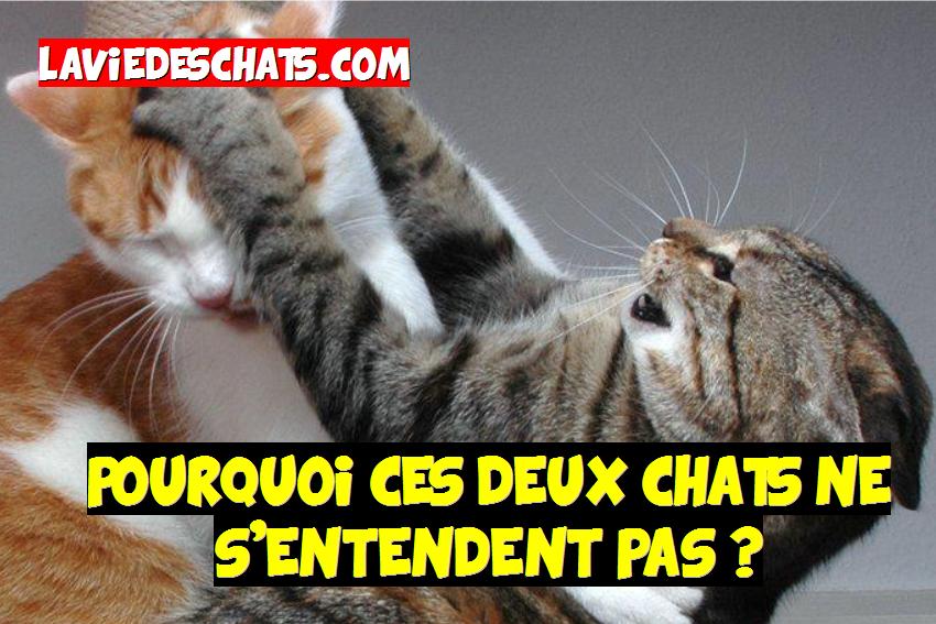 pourquoi ces deux chats ne s'entendent pas