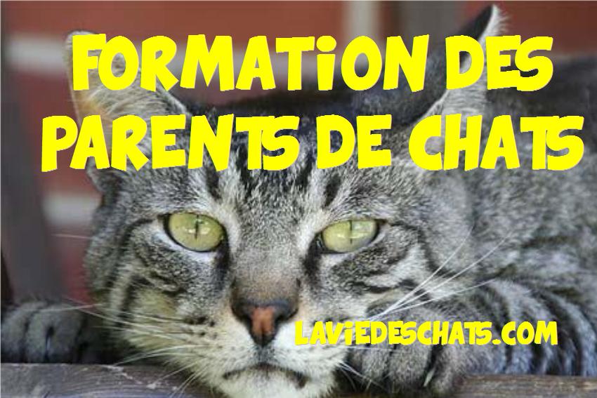 formation parents de chats