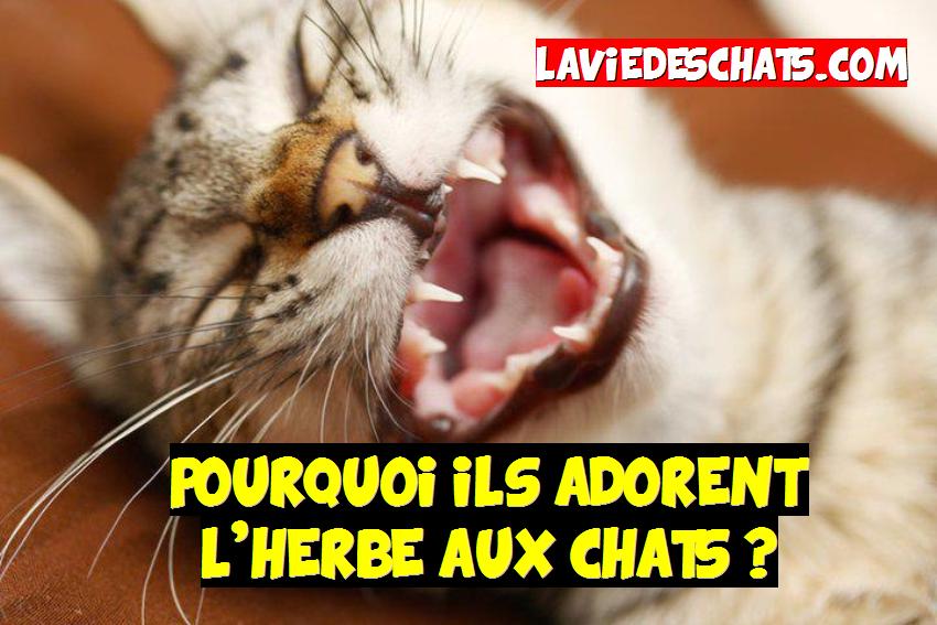 l'herbe aux chats ou catnip ils adorent