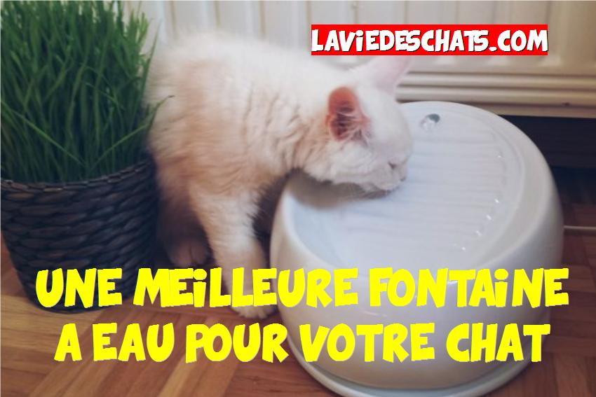 une meilleure fontaine à eau pour votre chat