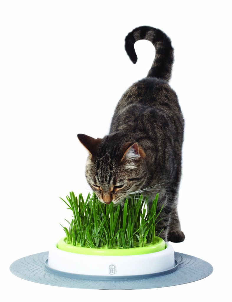 herbe a chats