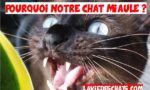 pourquoi un chat miaule