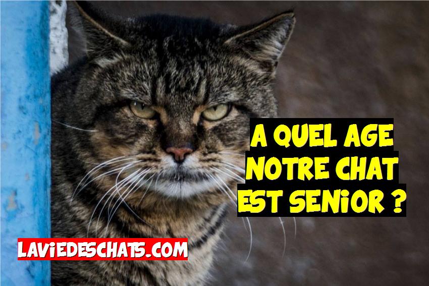 à quel âge notre chat est senior