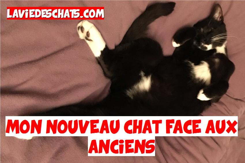 mon nouveau chat face aux anciens chats