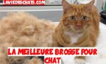 la meilleure brosse pour chat