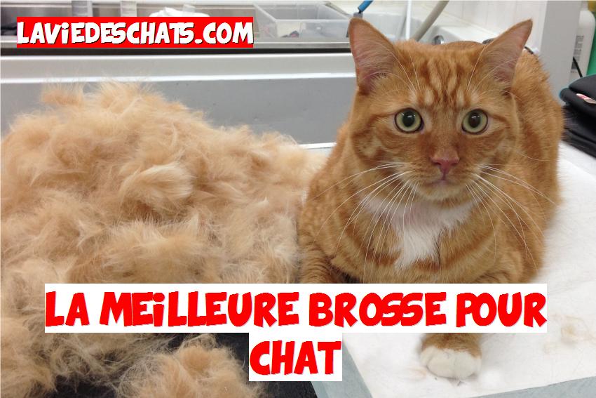 la meilleure brosse pour chat