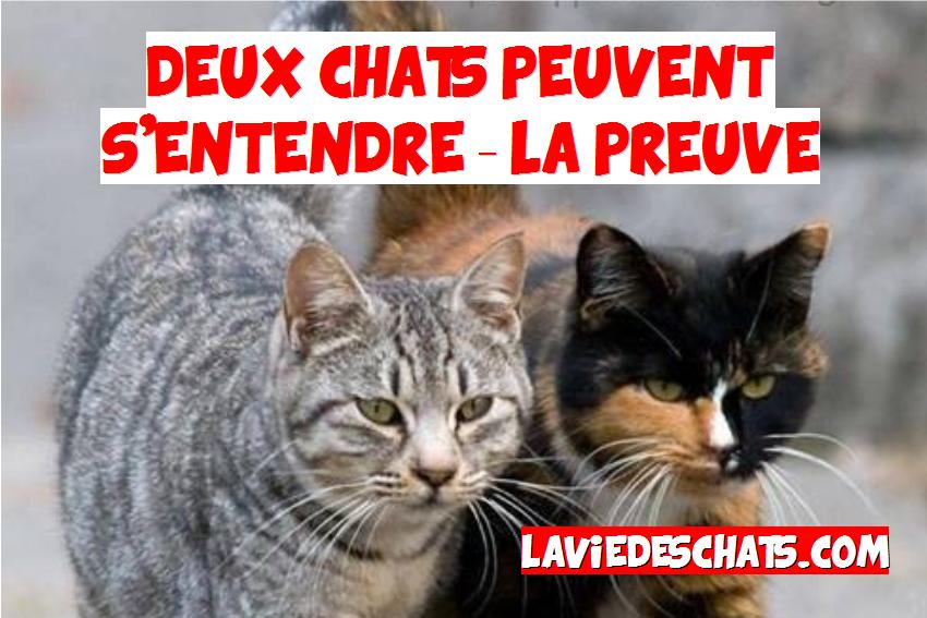 deux chats peuvent s'entendre