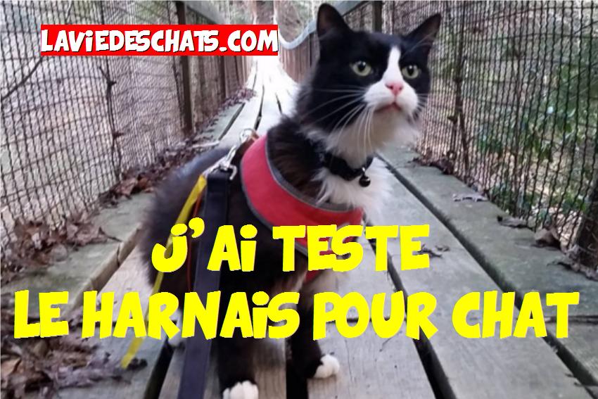 le harnais pour chat en test