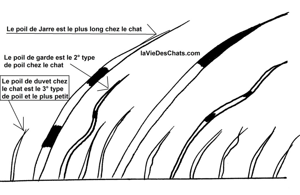la meilleure brosse pour chat pour les 3 types de poils