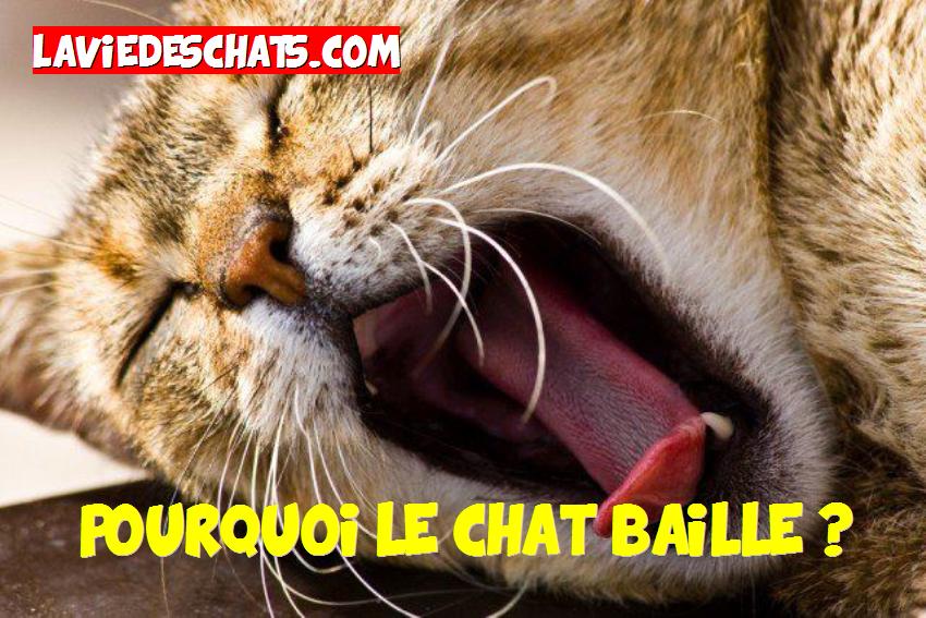 pourquoi le chat baille