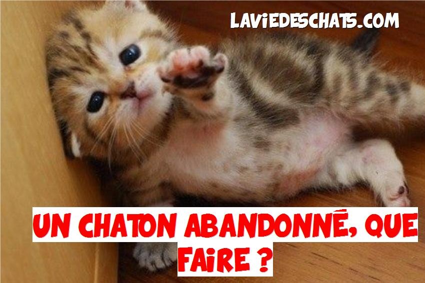 chaton abandonné, que faire ?