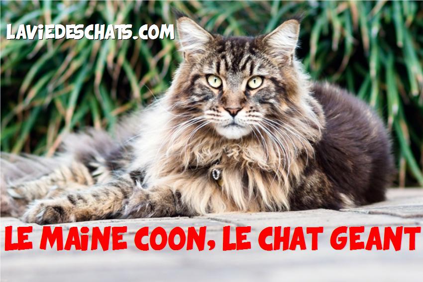 le maine coon, le chat géant