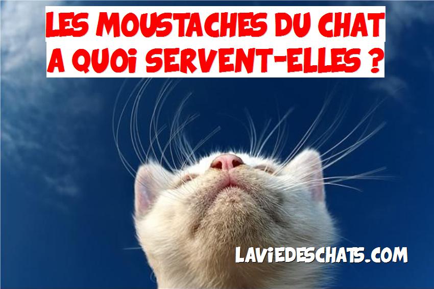 moustaches du chat servent à quoi