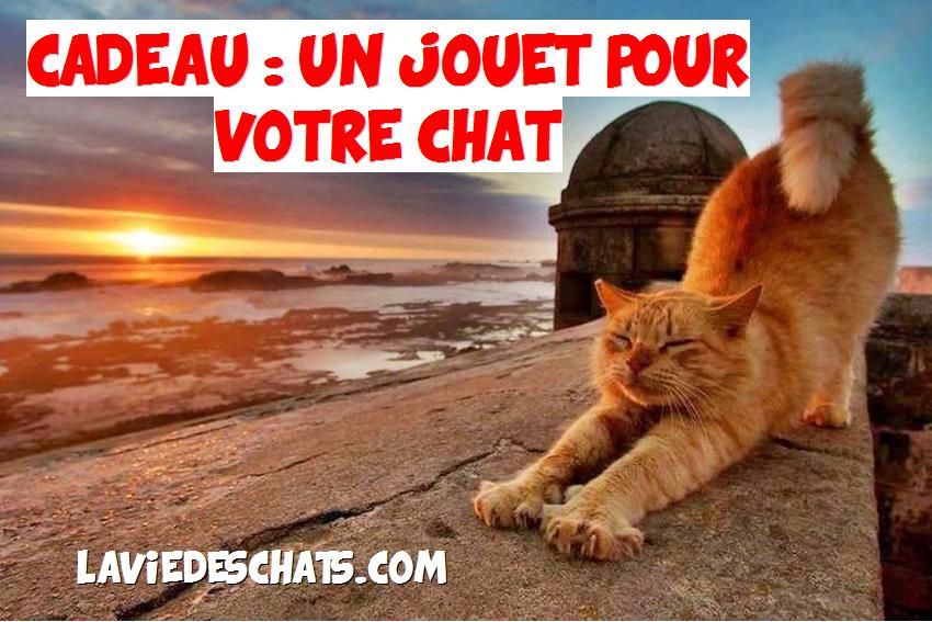 un jouet pour chat en cadeau