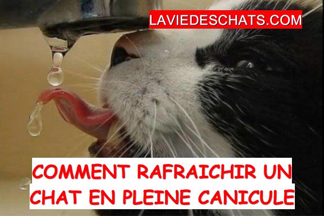 Comment rafraîchir un chat par canicule