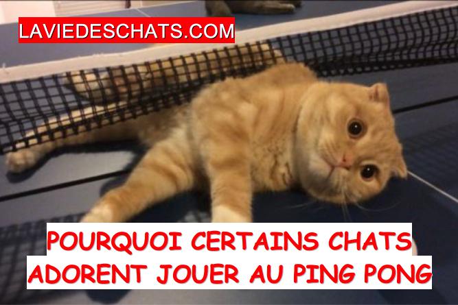 Pourquoi les chats aiment jouer au ping pong