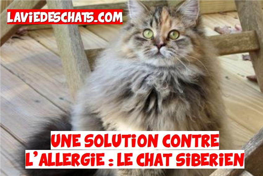 chat sibérien contre l'allergie aux chats