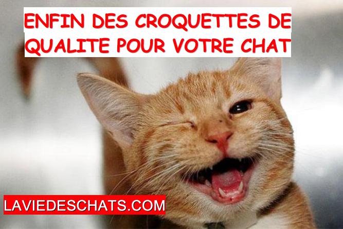 croquettes de qualité pour votre chat