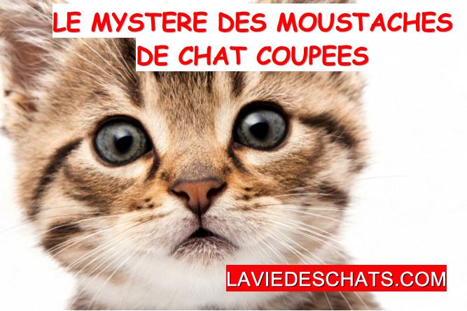 moustaches de chat coupées