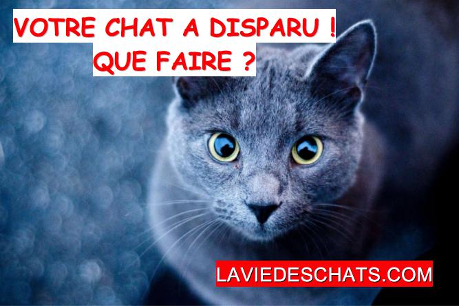 Votre Chat A Disparu Que Faire La Vie Des Chats