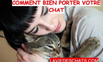 Dire Bonjour A Un Chat La Vie Des Chats