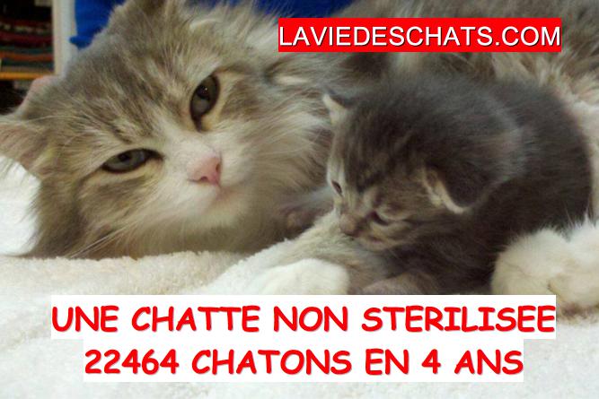22464 chatons avec chatte non sterilisee