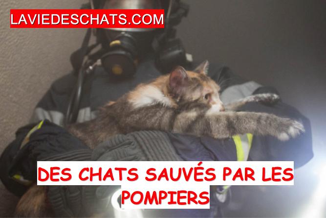Des Chats Sauves Par Les Pompiers Les Images La Vie Des Chats