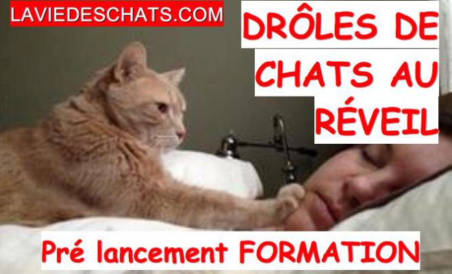 Video Rigolote De Chat La Vie Des Chats Video Rigolote De Chat La Vie Des Chats