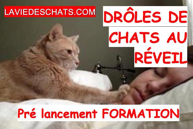 drôles de chats au réveil