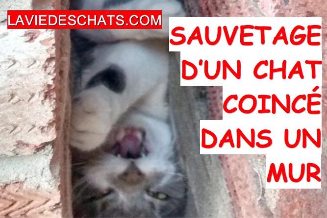 chat coincé dans un mur