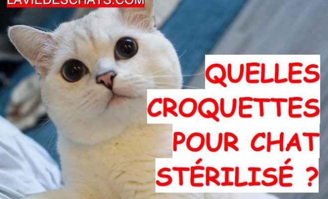 Quelles Croquettes Pour Chat Sterilise La Vie Des Chats Quelles Croquettes Pour Chat Sterilise La Vie Des Chats
