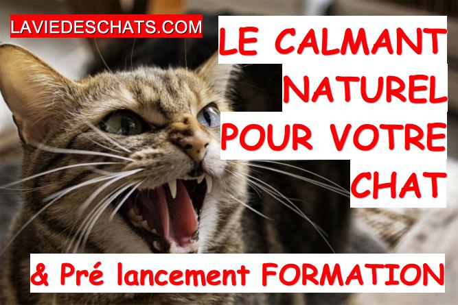 Le calmant naturel pour votre chat : le zylkène La vie des chats