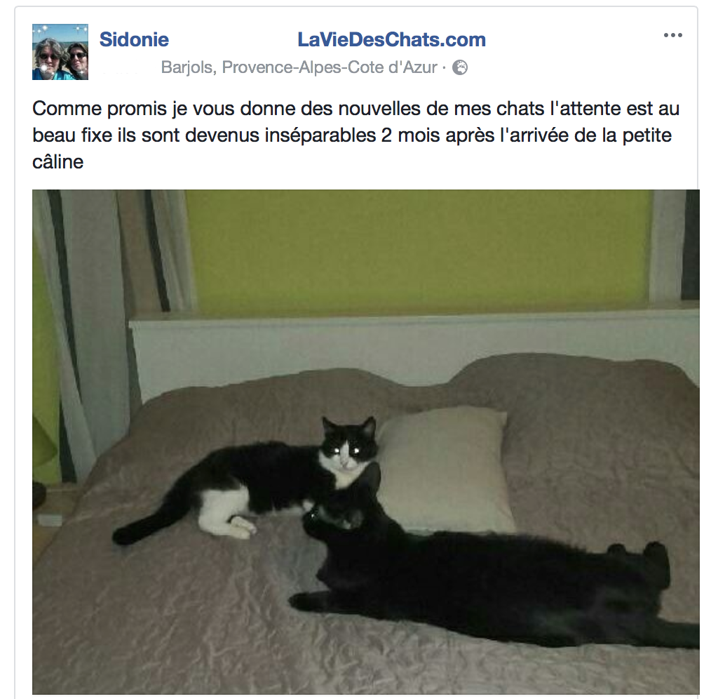 bonne entente entre chats de sidonie