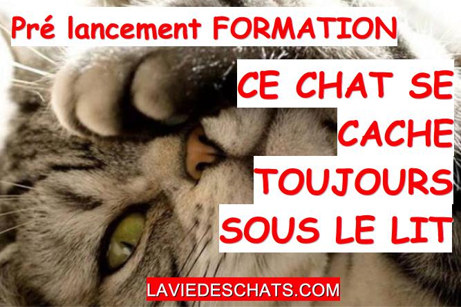 chat se cache toujours sous le lit