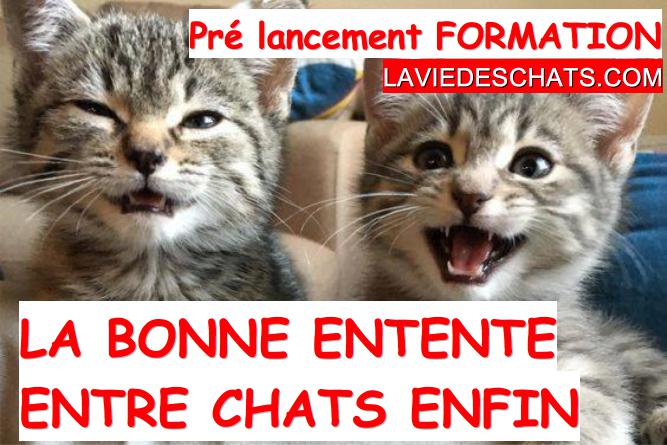 bonne entente entre chats