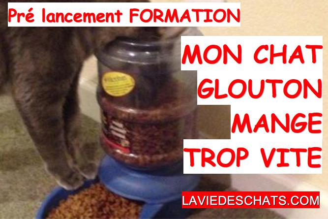 solutions pour chat glouton qui mange trop vite