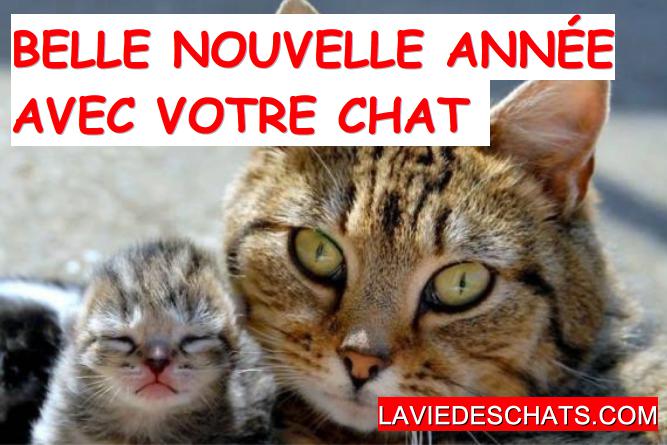 belle année avec votre chat